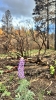 Beautiful flowers begin the process of recovery after the destruction of the Babylon Fire.  Jimmie Lyman photo